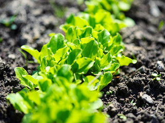 green salad in a garden
