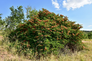 Fototapeta na wymiar Nemesia red and orange flowering sub-shrub native to South Africa.