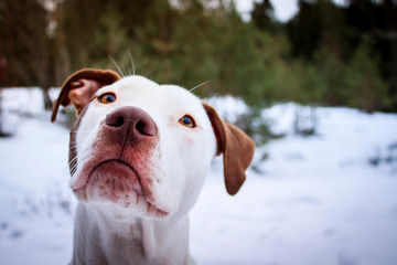 Pitbull in Snow