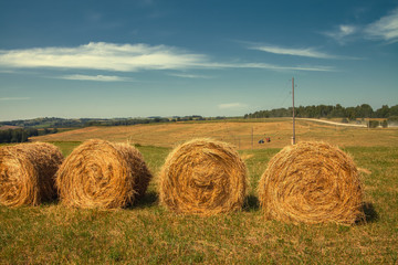 Hayfield. Hay harvesting Sunny autumn landscape. rolls of fresh dry hay in the fields. tractor collects mown grass. fields of yellow mown grass against a blue sky.