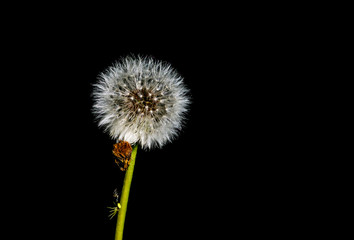 Lonely dandelion after blossom on black background