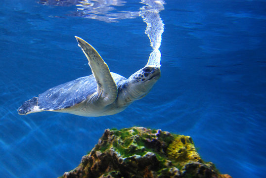 green sea turtle swimming in ocean