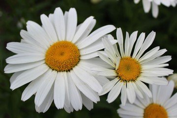 Obraz premium Full bloom Shasta daisies in mid summer - close up view