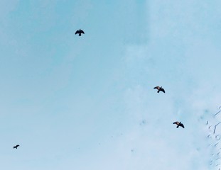 flock of birds flying in blue sky with white clouds