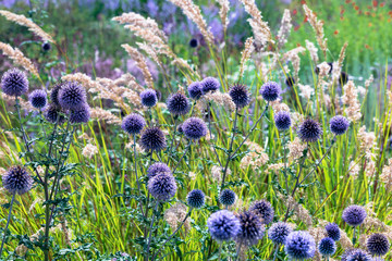 Blaue Disteln mit Pampasgras