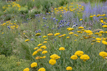 Goldgarbe - Achillea filipendulina © Dieter Meyer