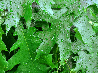 Dew on young leaves oak. Green leaf of oak Quercus rubra covered by water drops of dew.