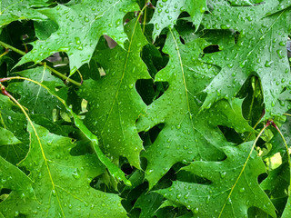 Dew on young leaves oak. Green leaf of oak Quercus rubra covered by water drops of dew.