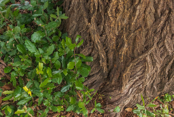 Roots