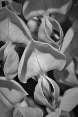 lilas en noir et blanc