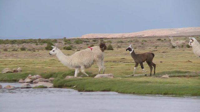 A close up of two adult Llamas and a cria crossing a small stream on a valley