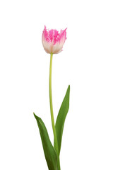 tulip isolated in white background