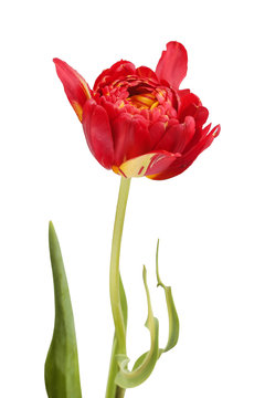 Red tulip isolated in white background
