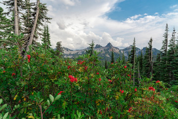 Red berries with mountain peaks under dramatic sky.