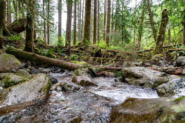 Rainforest flowing through mossy rainforest.