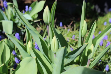 Obraz premium Tulip buds ready to bloom in spring 