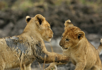 Obraz premium Lion cubs playing in Savannah in the evening hours at Masai Mara, Kenya