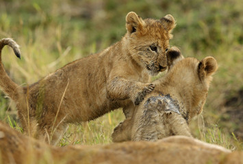 Lion cubs playing in Savannah in the evening hours at Masai Mara, Kenya
