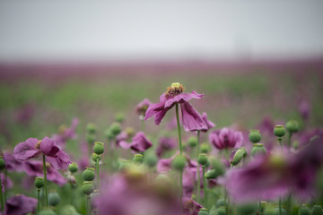 Purple poppy field in the rain