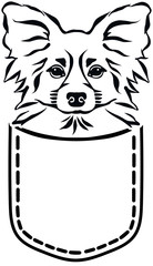 Papillon in a pocket