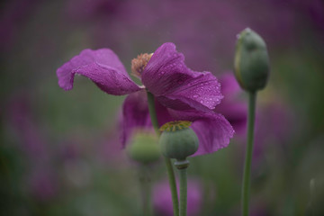 Purple poppy field in the rain