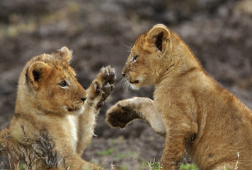 Lion cubs playing in Savannah in the evening hours at Masai Mara, Kenya