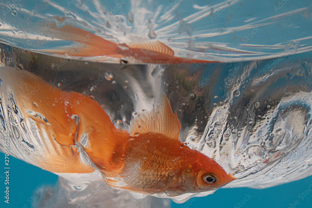 Wall mural goldfish in aquarium