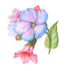 illustration of a medunica flower on a white background