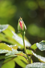 bourgeon de rose rouge