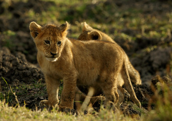 Fototapeta na wymiar Lion cubs playing in Savannah in the evening hours at Masai Mara, Kenya