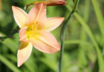 Lily flower