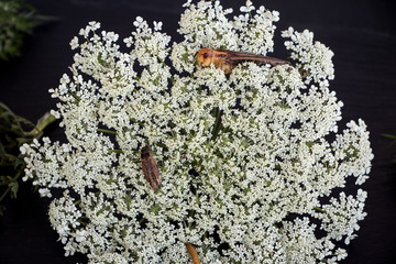 schädlinge auf der blüte der wilden möhre