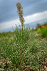 Crimea. Sea and mountains. this region has everything for recreation and tourism.