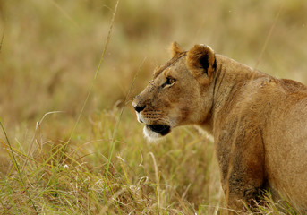 Portrait of a lion , Masai Mara