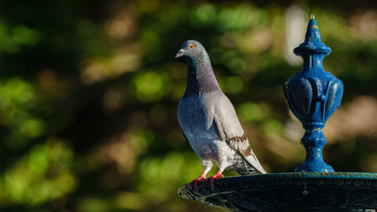 Rock Pigeon at Genoves Park Fountain Cadiz