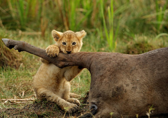 Lion cub trying to take a bite of Wildebeests carcass,  Masai Mara, Kenya