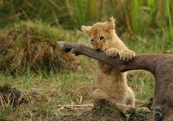 Lion cub trying to take a bite of Wildebeests carcass,  Masai Mara, Kenya