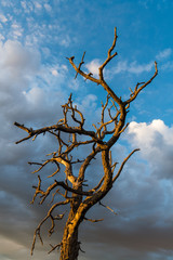 The bare branches of a dead tree contrasted against beautiful sky of dramatic clouds at sunset - Sangre de Cristo Mountains near Santa Fe, New Mexico