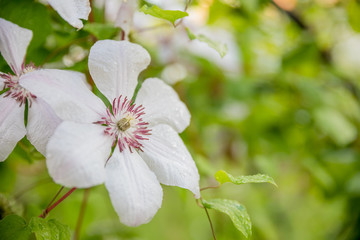 Clematis armandii. Scented evergreen spring flowering clematis with lovely pale white flowers.blooming clematis bush in summer garden.Copy space