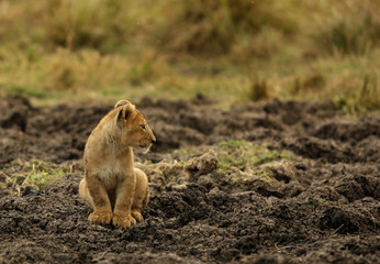 Lion cub at Masai Mara, Kenya