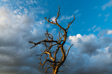 The bare branches of a dead tree contrasted against beautiful sky of dramatic clouds at dusk - Sangre de Cristo Mountains near Santa Fe, New Mexico