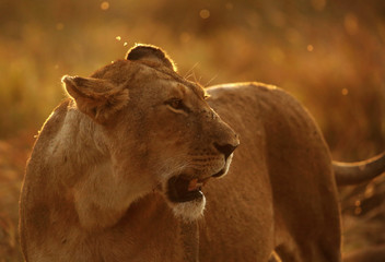 Naklejka na ściany i meble A back lit image with closeup of lion at Masai Mara, Kenya anthera