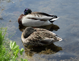 Male and Female ducks