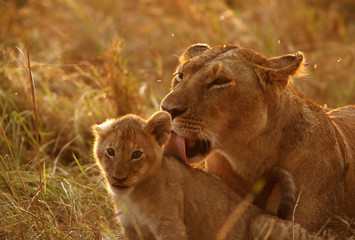 A back lit image with closeup of lion and cub at Masai Mara, Kenya 