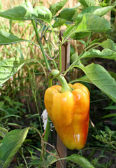 A large Bulgarian pepper growing on a bush.