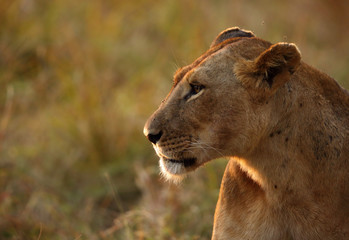 A back lit image with closeup of lion at Masai Mara, Kenya 