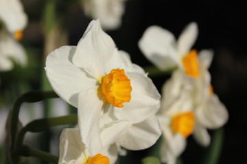 Fototapeta na wymiar White narcissus blooming in early spring