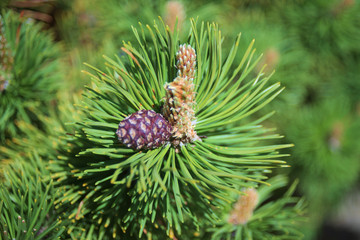 pine tree branch