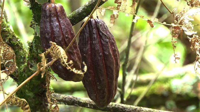 Cacao pods fruits on tree close-up. Agriculture chocolate cocoa farm. Cacao on the tree in the rainforest. Organic Red Cocoa Bean Pods Hanging on Tree Branch at Plantation Farm in sunny day 4k