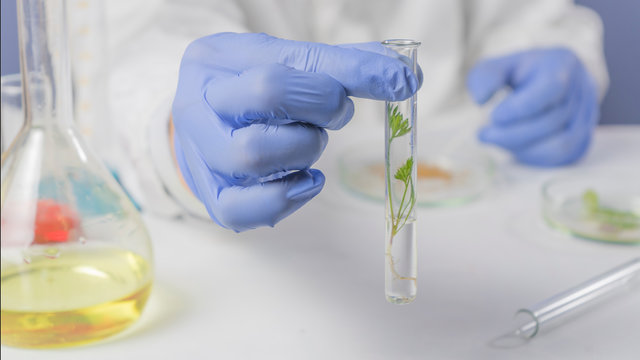 scientist hand in blue glove holding green leaf , biotechnology concept